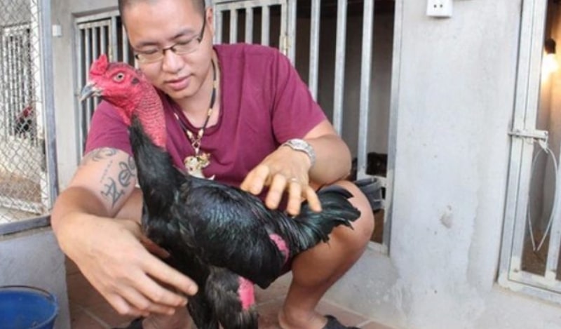 Cách Nuôi Gà Đá Cực Chuẩn Tăng Phong Độ Cho Chiến Kê 4 Cách nuôi gà đá hiệu quả nhờ vào chế độ luyện tập