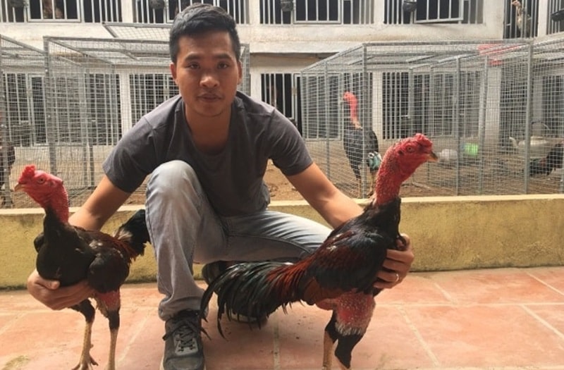 Cách Nuôi Gà Đá Cực Chuẩn Tăng Phong Độ Cho Chiến Kê 5 Những điều cần lưu ý quan trọng khi áp dụng các cách nuôi gà đá