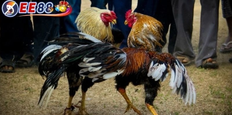 Bí Kíp Coi Ngày Đá Gà Giúp Chiến Kê Thắng Lớn Khi Ra Trận 2 Lý do khiến việc coi ngày đá gà quan trọng