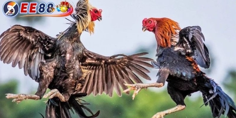 Bí Kíp Coi Ngày Đá Gà Giúp Chiến Kê Thắng Lớn Khi Ra Trận 3 Các yếu tố quan trọng khi coi ngày đá gà