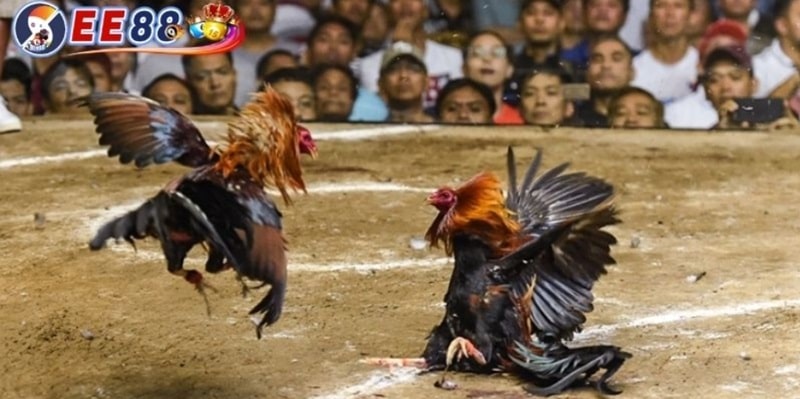 Bí Kíp Coi Ngày Đá Gà Giúp Chiến Kê Thắng Lớn Khi Ra Trận 4 Coi địa điểm thi đấu và hướng xuất hành