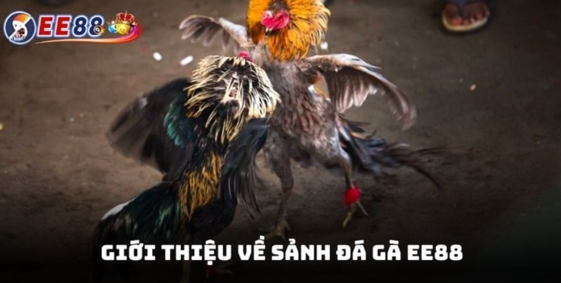Giới thiệu về sảnh đá gà EE88 lừng danh thị trường