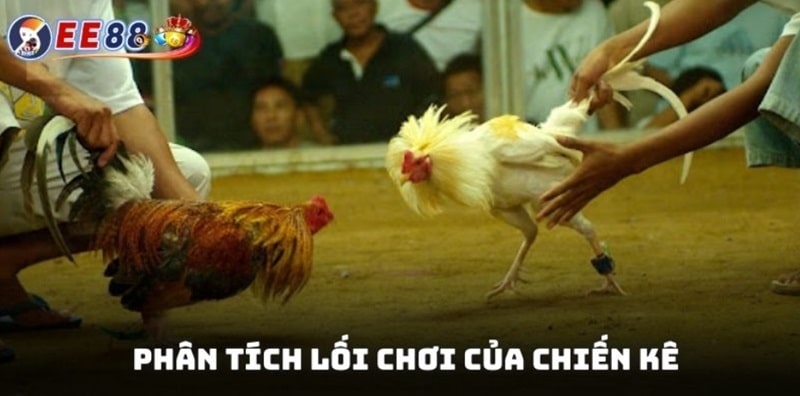 Phân tích lối chơi của chiến kê giúp người chơi đưa ra quyết định cược chính xác