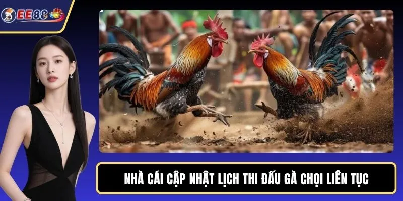 Nhà cái cập nhật lịch thi đấu gà chọi liên tục